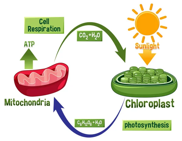 Photosynthesis Cellular Respiration Diagram Illustration — Archivo Imágenes Vectoriales