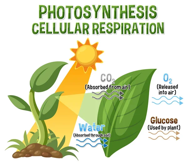 Diagrama Fotosíntesis Para Biología Educación Ciencias Vida Ilustración — Vector de stock