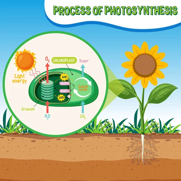 Diagram Photosynthesis Biology Life Science Education Illustration — Vettoriale Stock