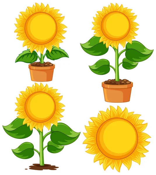 Sonnenblumenpflanze Topf Cartoon Isolierte Illustration — Stockvektor