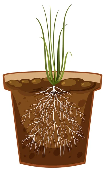 Root Onion Plant Vector Illustration — Stock Vector