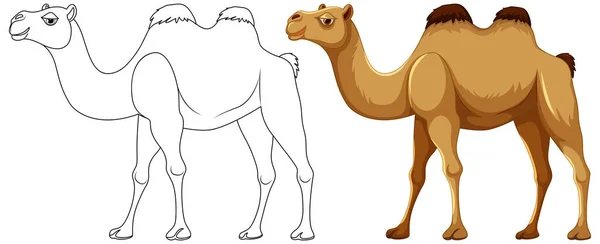 Ilustración Dibujos Animados Vectoriales Camello Caminando Aislado Sobre Fondo Blanco — Vector de stock