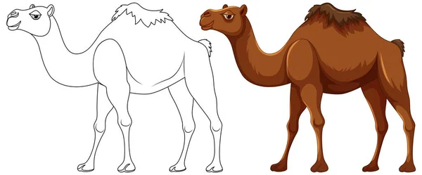 stock vector A vector cartoon illustration of a camel walking with its outline for coloring