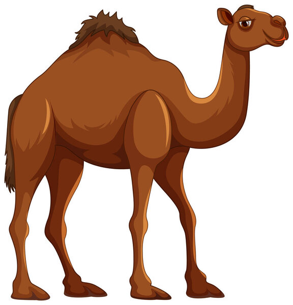 A vector cartoon illustration of a camel walking, isolated on a white background