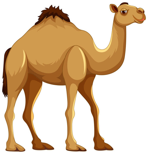 A vector cartoon illustration of a camel walking in isolation on a white background
