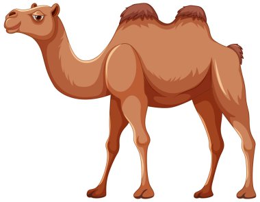 Beyaz bir arka planda izole edilmiş deve yürüyüşünün karikatür çizimi.