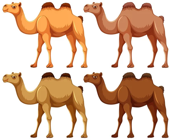 Quatro Camelos Desenhos Animados Andando Uma Linha Isolados Fundo Branco —  Vetores de Stock