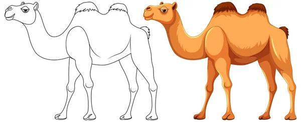 Ilustración Dibujos Animados Vectoriales Camello Caminando Con Contorno Para Colorear — Vector de stock