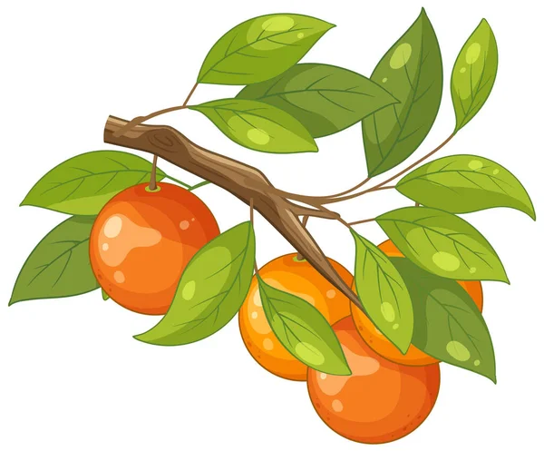 Μια Απλή Εικονογράφηση Καρτούν Μιας Πορτοκαλιάς Φρούτα Και Φύλλα Της — Διανυσματικό Αρχείο
