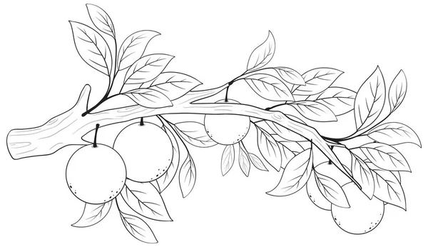 Vector Cartoon Illustration Orange Tree Branch — Stock Vector