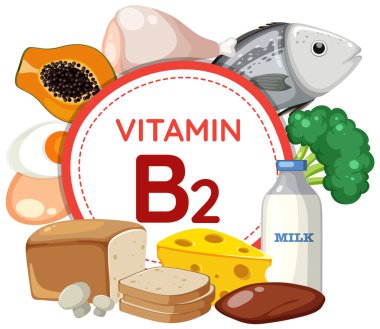 Renkli vektör çizimi B2 vitamini açısından zengin meyve ve sebzeleri gösteriyor