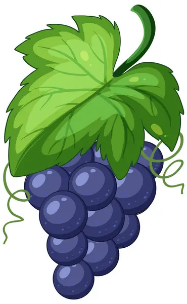 Vector Illustration Ripe Purple Grapes — Stock Vector