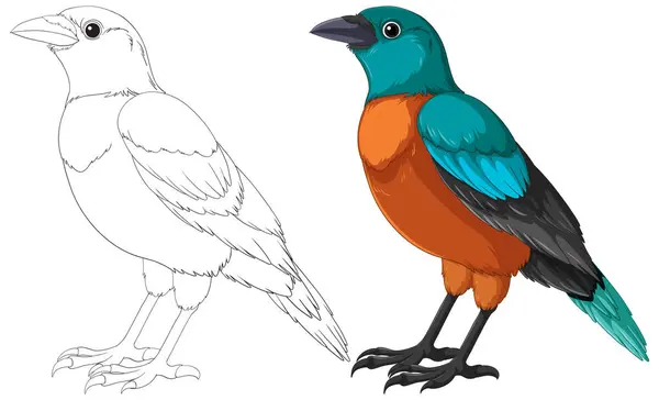 Vektor Illustration Eines Bunten Vogels Und Seiner Skizze Vektorgrafiken