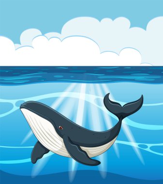 Güneşin altında yüzen bir balina