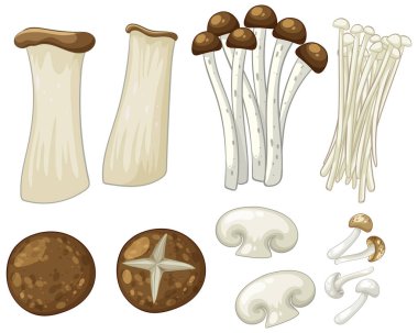 Toprak tonlu ve temiz çizgileri olan çeşitli mantarların ayrıntılı vektör çizimi, aşçılık veya eğitim kullanımı için idealdir