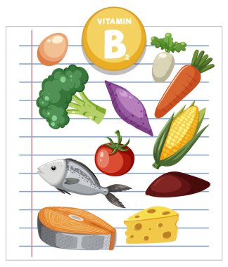Çizgili defter kağıdına dizilmiş sebze, balık, peynir ve yumurta gibi B2 vitamini zengin gıdaların vektör çizimi