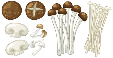 Detaylı dokuları ve toprak tonlarıyla çeşitli mantarların tasviri, farklı şekil ve türleri temiz bir düzende vurguluyor.