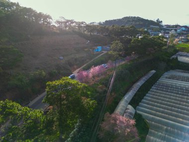 Blossoming Beauty: Stunning Apricot Cherry Blossoms in Springtime at Da Lat City, Vietnam