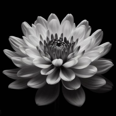 Siyah arkaplanı olan beyaz yıldız çiçeği