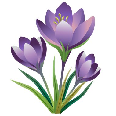 Renkli çiçek tohumu