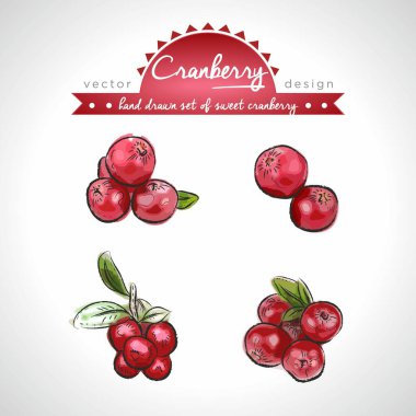 Yapraklı kızılcık meyvesi koleksiyonu. Vektör çizimi. İzole edilmiş