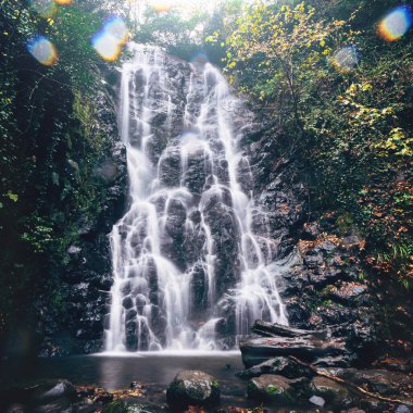 Koyu yeşil ormanda şelale. Dağ taşması nehri, kara kayaların üzerine dökülüyor..
