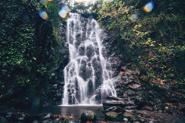 Koyu yeşil ormanda şelale. Dağ taşması nehri, kara kayaların üzerine dökülüyor..