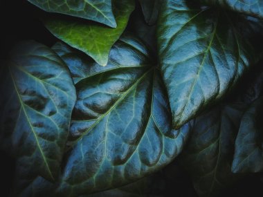 Yeşil bitki arka planda kalır. Koyu doğal yapraklar yakın..