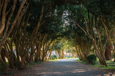 Alley in form of arch from green trees with pathway in park.