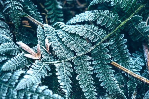 Green Frozen Leaves Background Green Plant Frost Hoarfrost Early Morning — Fotografia de Stock