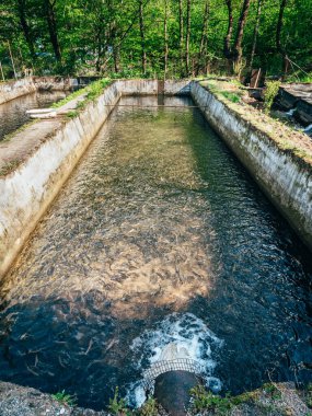 Balık çiftliği havuzu. Alabalık yetiştiriciliği, deniz ürünleri.