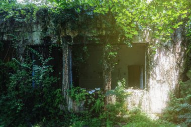 Ormanda yeşillik ve bitkilerle kaplanmış terk edilmiş bir bina. Gizemli orman atmosferi.