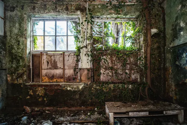 Interior Edifício Abandonado Velho Molde Overgrown Com Plantas Verdes — Fotografia de Stock