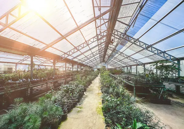 Greenhouses or glasshouse with plants indoor growing technology and cultivation. Plant breeding in horticultural industry.