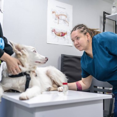 Veteriner kliniğinde beyaz köpeği muayene eden kadın veteriner. Hayvan sahibi hayvanına dokunuyor..
