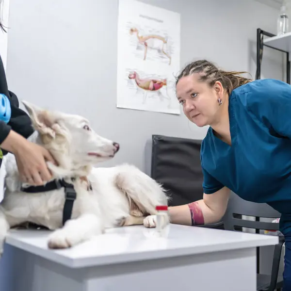 Wanita Dokter Hewan Memeriksa Anjing Putih Klinik Dokter Hewan Pemilik — Stok Foto