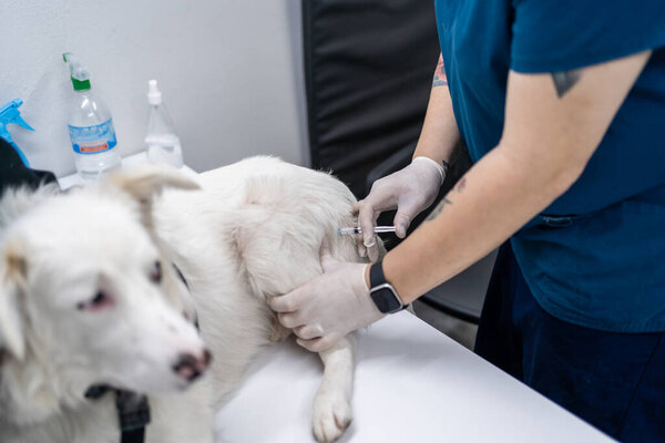 Vet gives injection to dog in veterinary clinic.