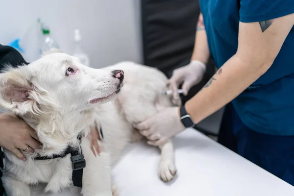 Vet gives injection to dog in veterinary clinic.