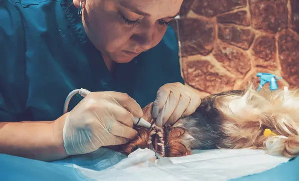 Process of cleaning dog teeth from tartar and plaque in vet clinic. Woman veterinarian cleans pet teeth with ultrasound, animal lies on table under anesthesia.