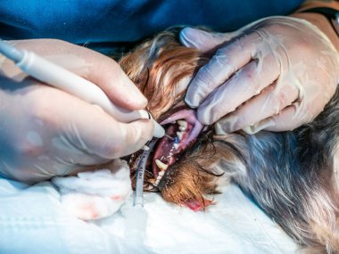 Veteriner dişçisi köpek dişlerini temizliyor, hayvan veteriner kliniğinde anestezi altında. Plaketten ve taştan diş temizleme..