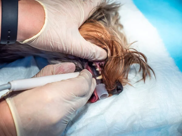 Vet dentist clean dog teeth close up, pet is under anesthesia in veterinary clinic.