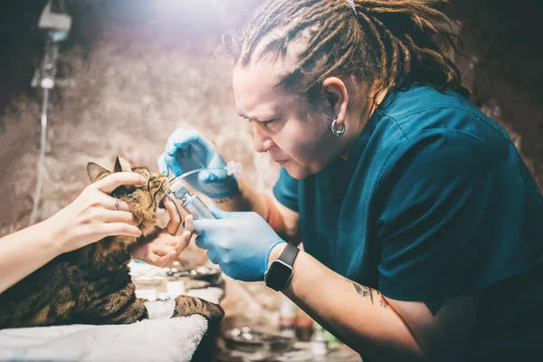 Wanita Dokter Hewan Menempatkan Kucing Bawah Anestesi Sebelum Operasi Klinik — Stok Foto