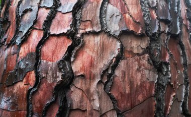 Tree bark texture with deep cracks and peeling layers revealing rich red and brown tones, showcasing natural beauty and detailed patterns.  clipart