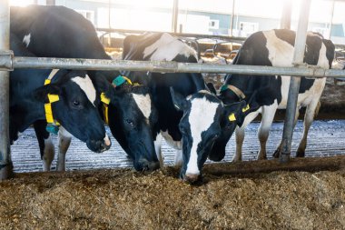 Holstein süt inekleri ahırda besleniyor, yakın çekim manzaralı..