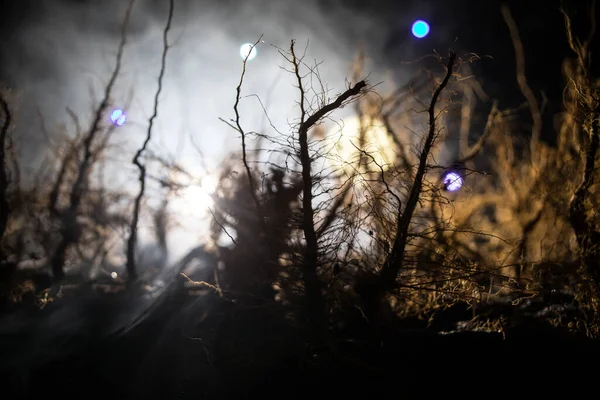 Straszny Ciemny Krajobraz Ukazujący Sylwetki Drzew Bagnach Mglistą Noc Noc — Zdjęcie stockowe