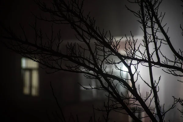 Похмурий Темний Ліс Грубими Гілками Дерев Туманом Туманна Ніч Лісі — стокове фото