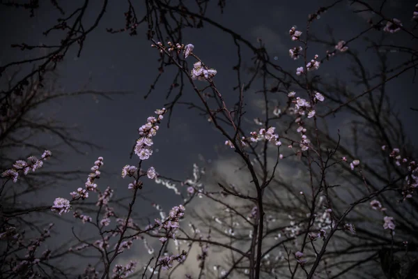 꽃살구 나무는 부드럽게 초점을 맞추며 피웁니다 밤에는 나무가지에 흰색의 꽃피는 — 스톡 사진