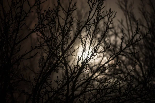 Mlhavý Tmavý Les Trnitými Větvemi Stromů Mlhou Mlhavá Noc Lese — Stock fotografie