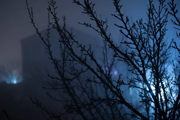 Mlhavý Tmavý Les Trnitými Větvemi Stromů Mlhou Mlhavá Noc Lese — Stock fotografie