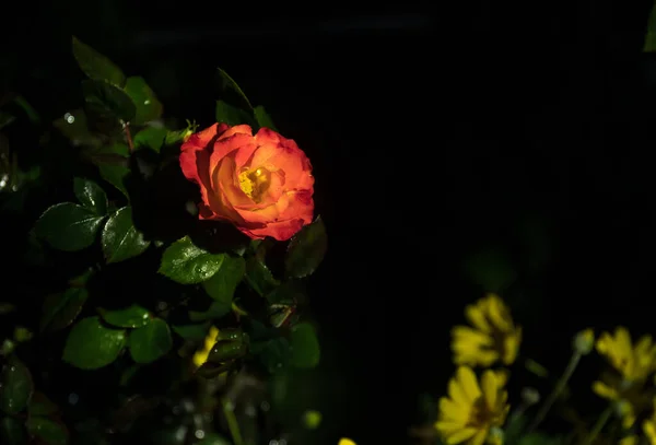 Garden of colorful Chamomile flowers and rose at night close up. low key light
